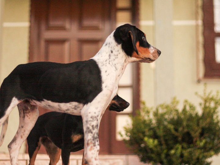 franse pointer