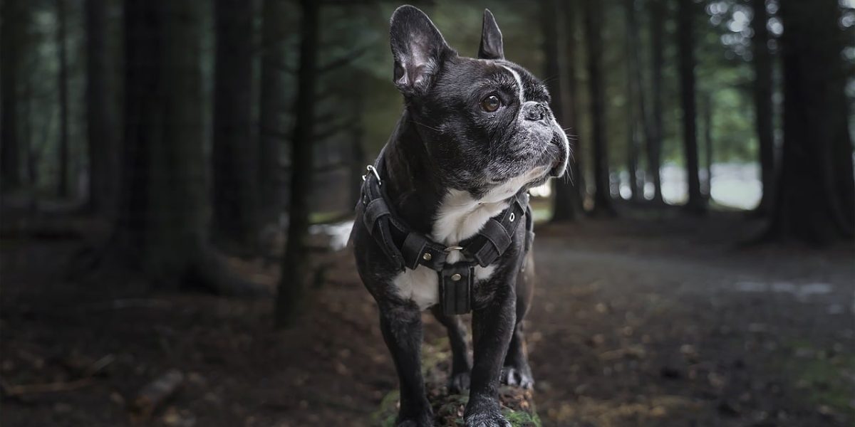 frenchton