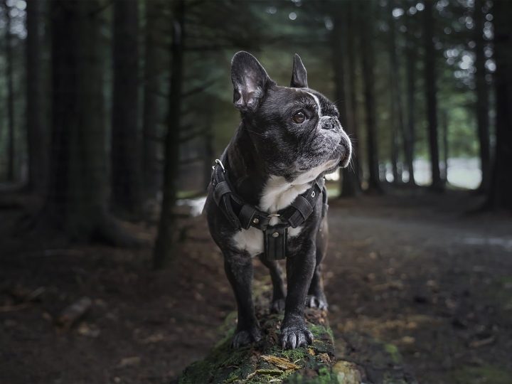 frenchton