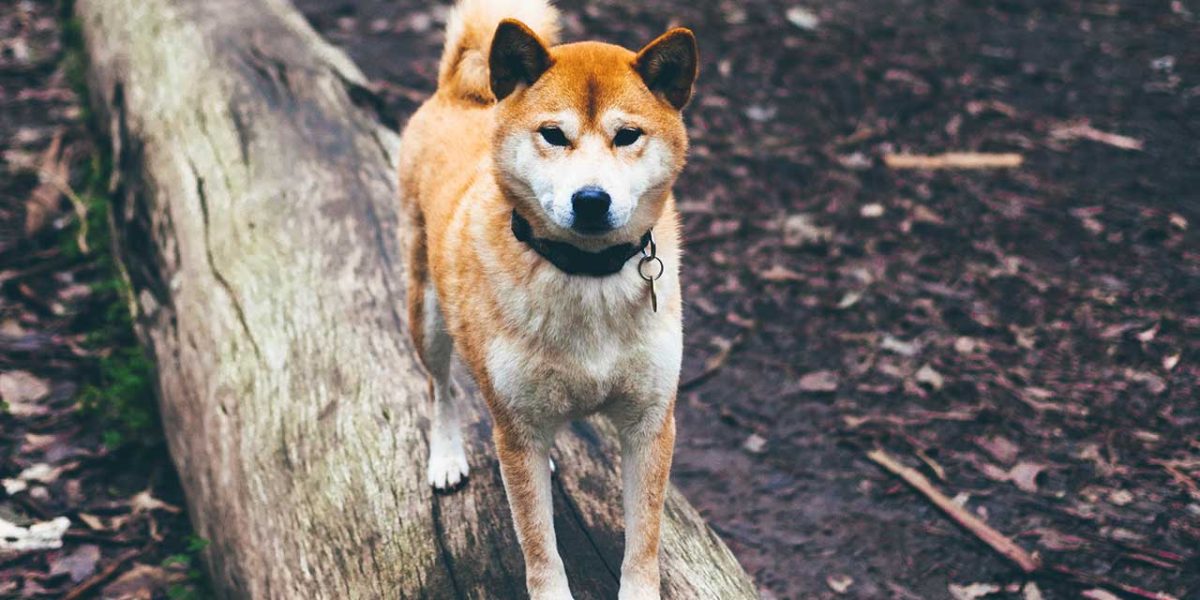 golden akita