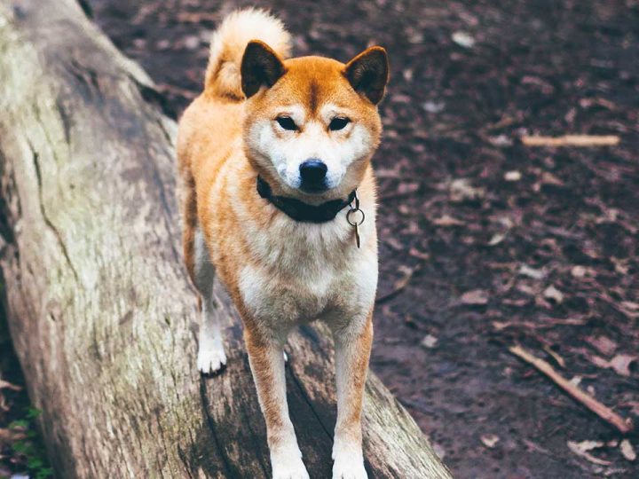 golden akita
