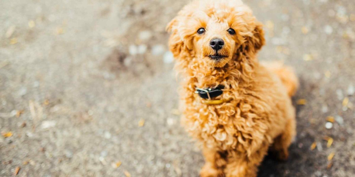 golden cocker retriever