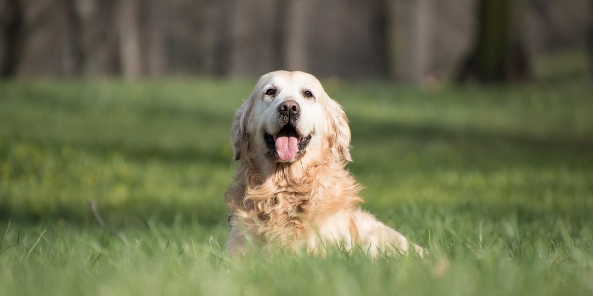 golden retriever