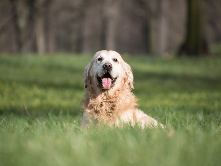 golden retriever