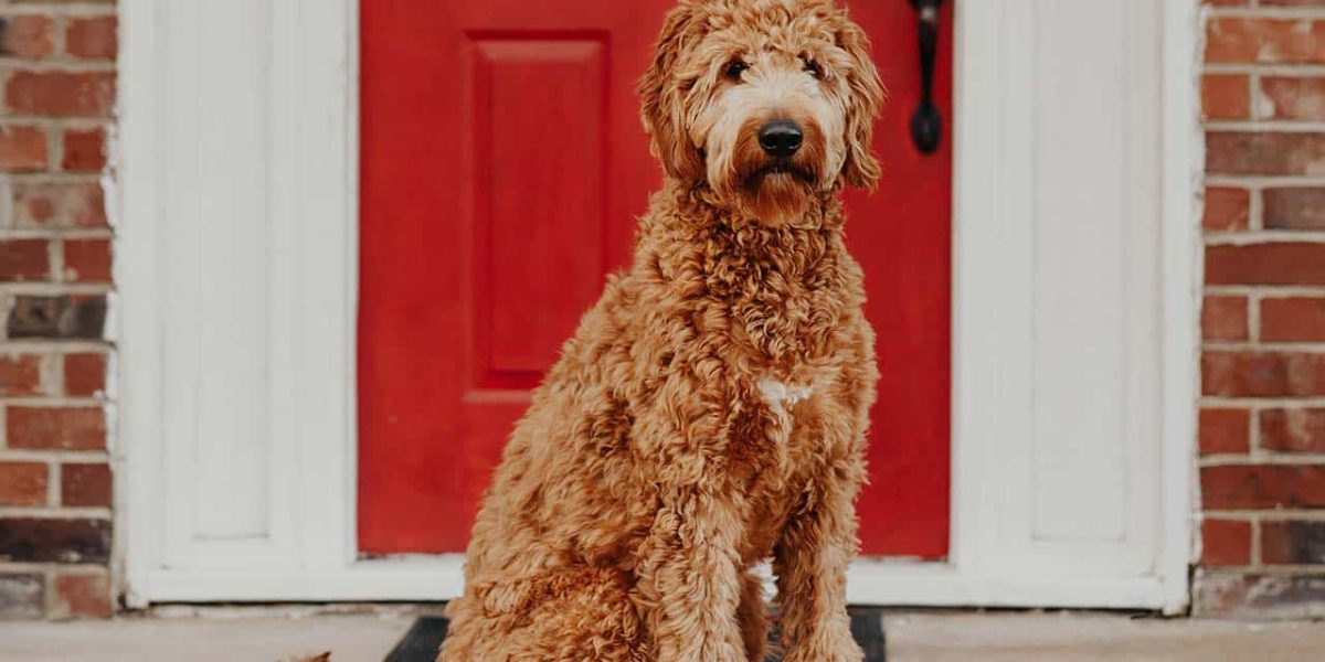 goldendoodle