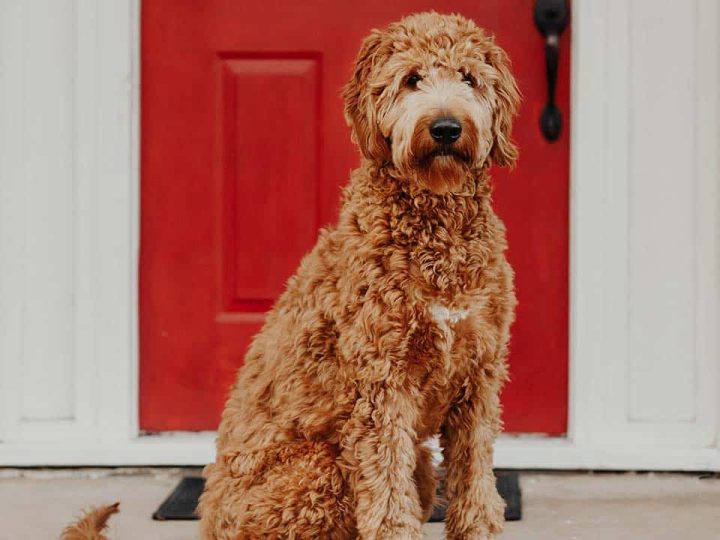 goldendoodle