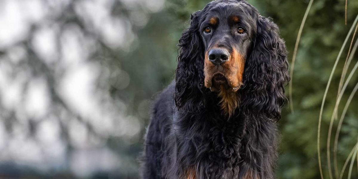 gordon setter