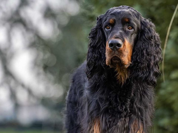 gordon setter