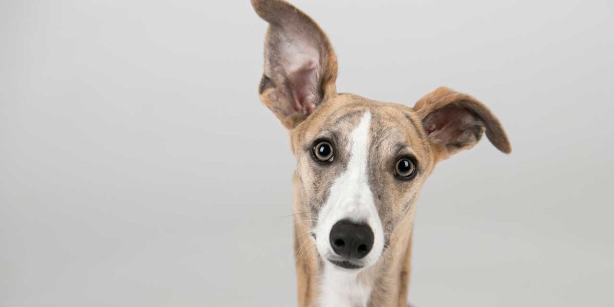 greyhound