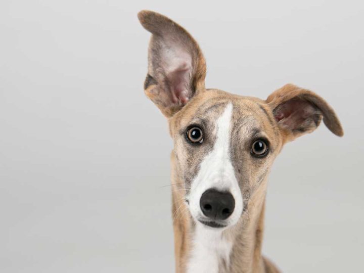 greyhound