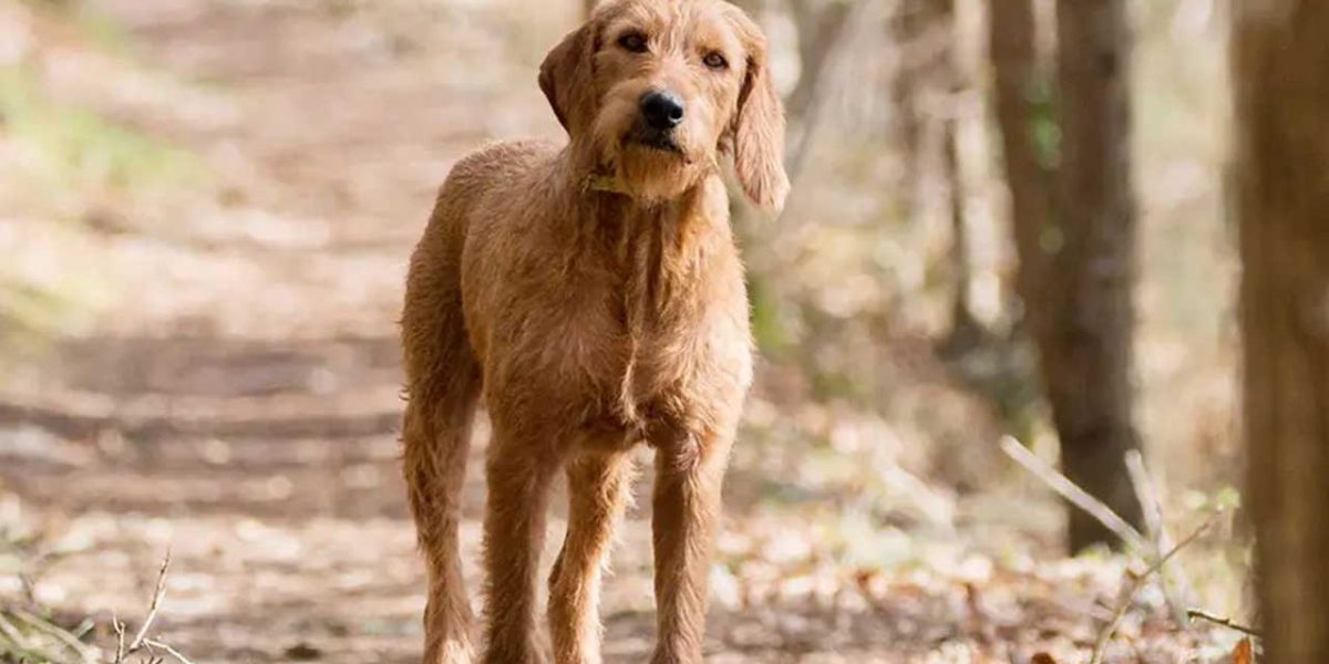 Griffon Fauve de Bretagne