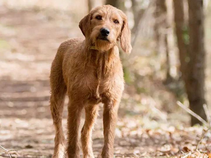 Griffon Fauve de Bretagne