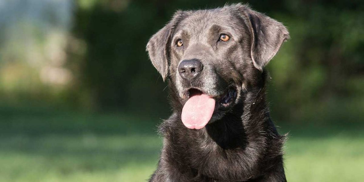 grijze labrador