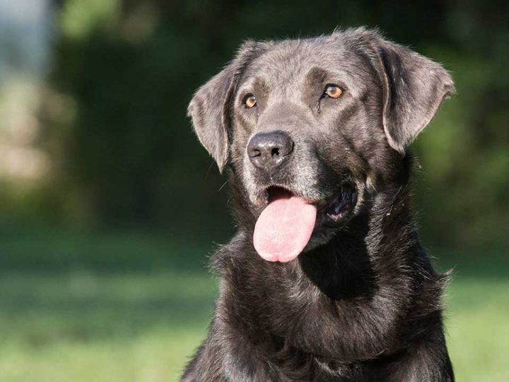grijze labrador