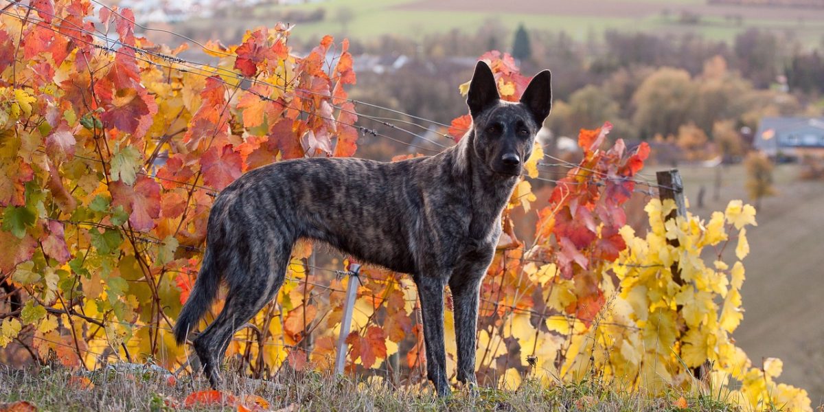 hollandse herder