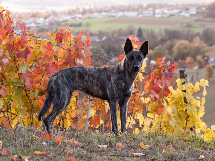 hollandse herder