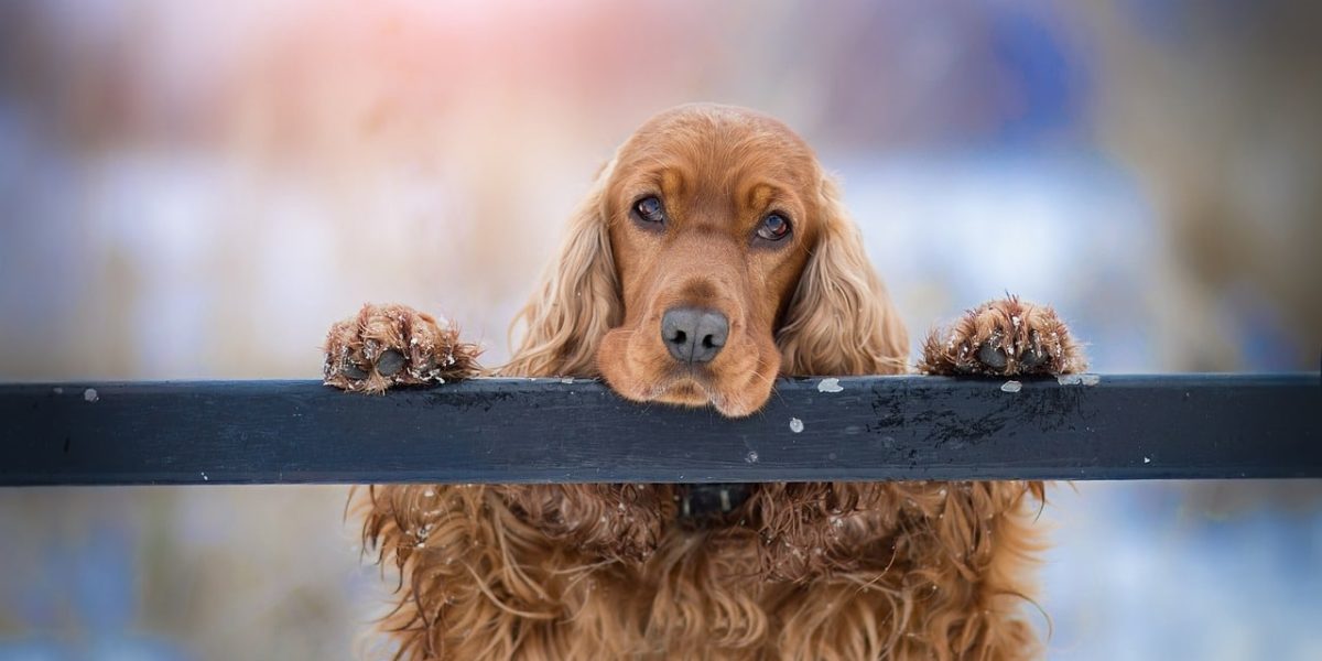 hond met hangoren