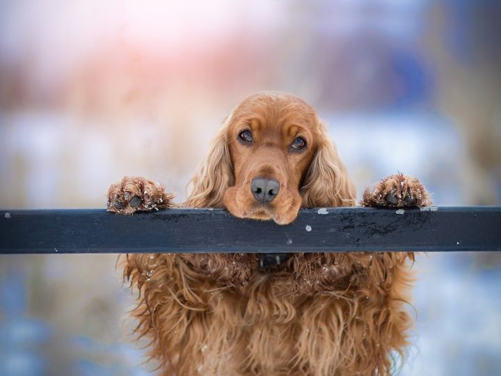 hond met hangoren