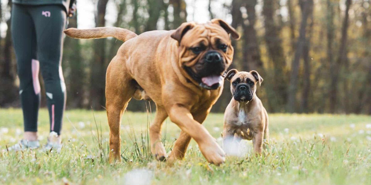 honden commando's lijst
