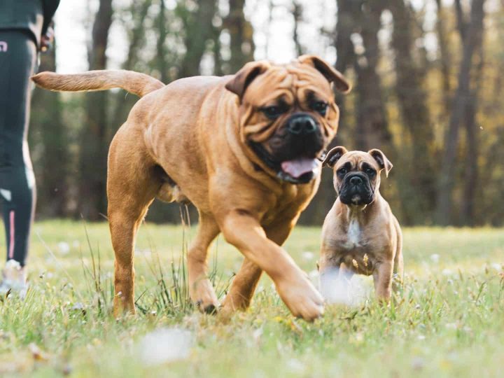 honden commando's lijst