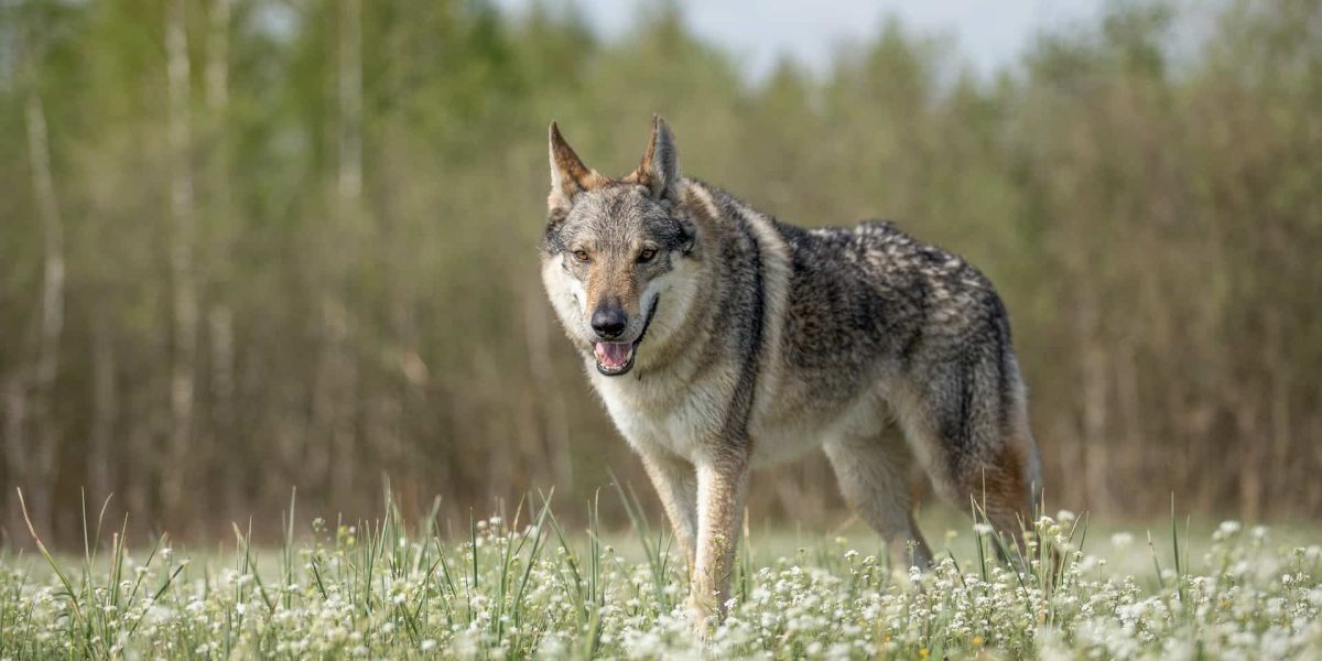honden die eruit zien als een wolf