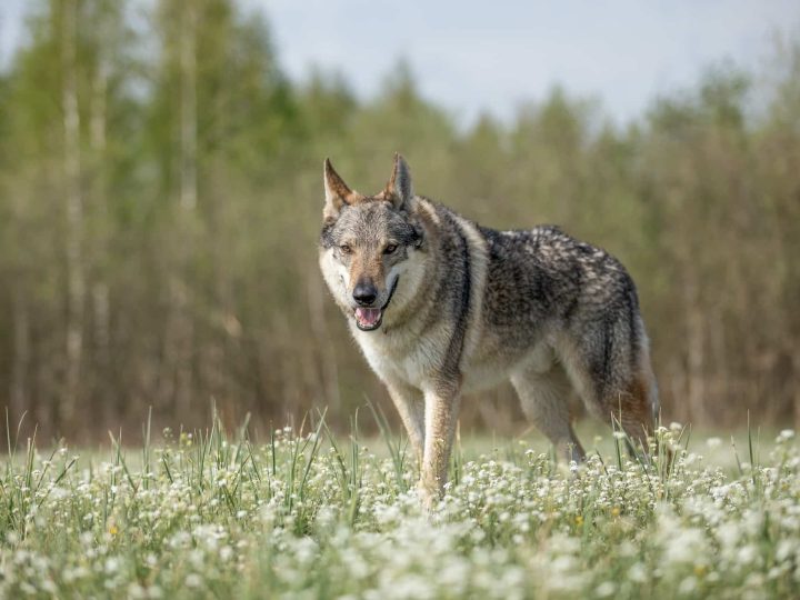 honden die eruit zien als een wolf