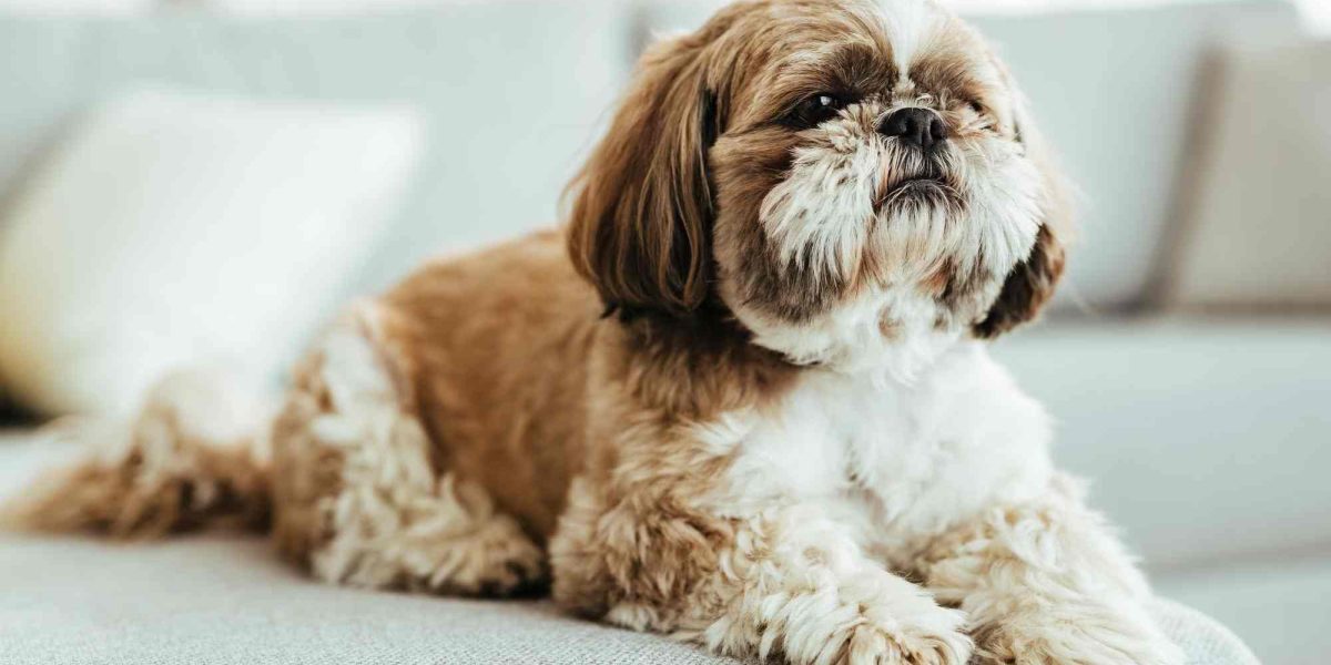 honden die niet verharen