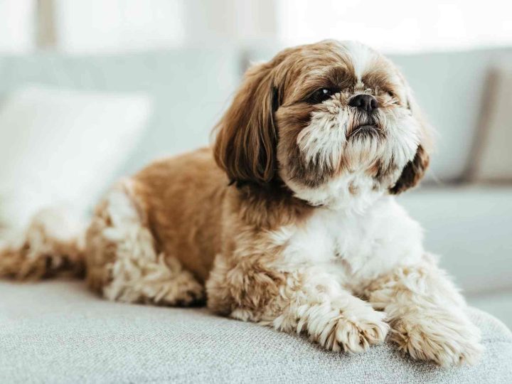 honden die niet verharen