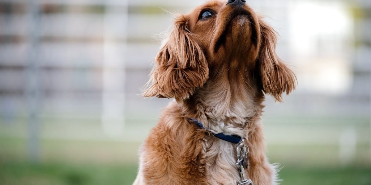 honden die weinig blaffen