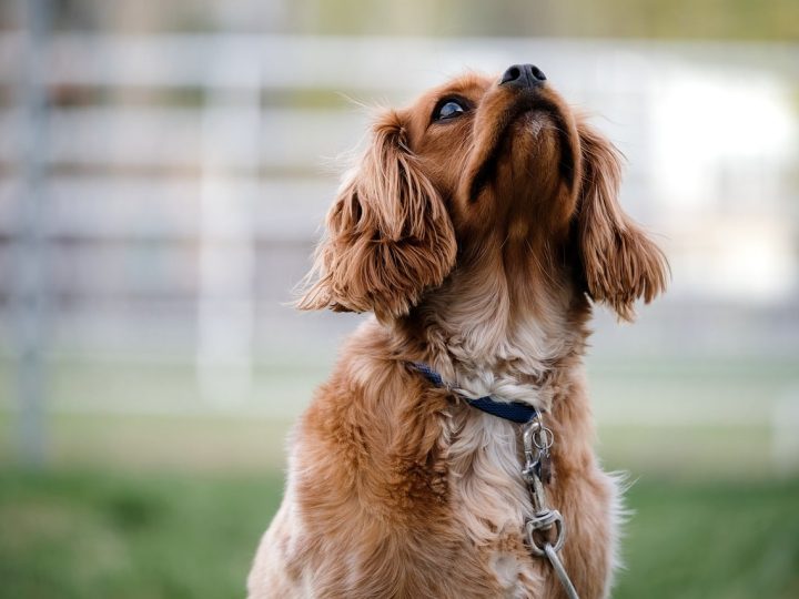 honden die weinig blaffen