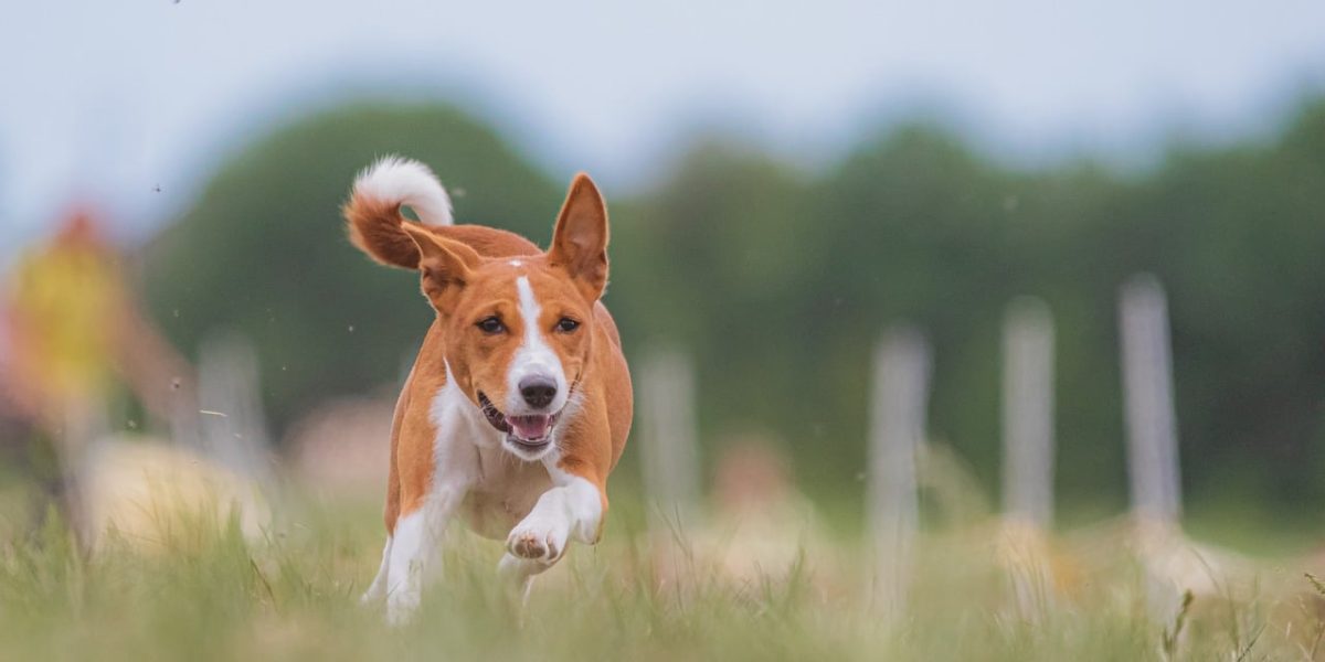 honden geluiden betekenis