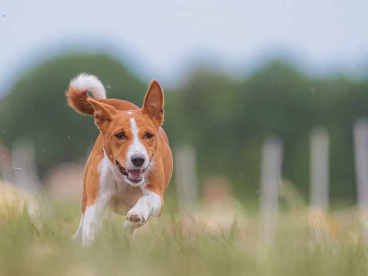 honden geluiden betekenis