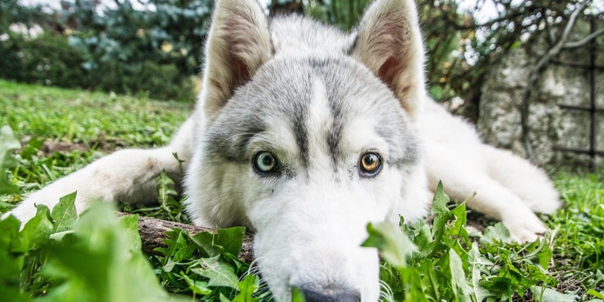 huskita