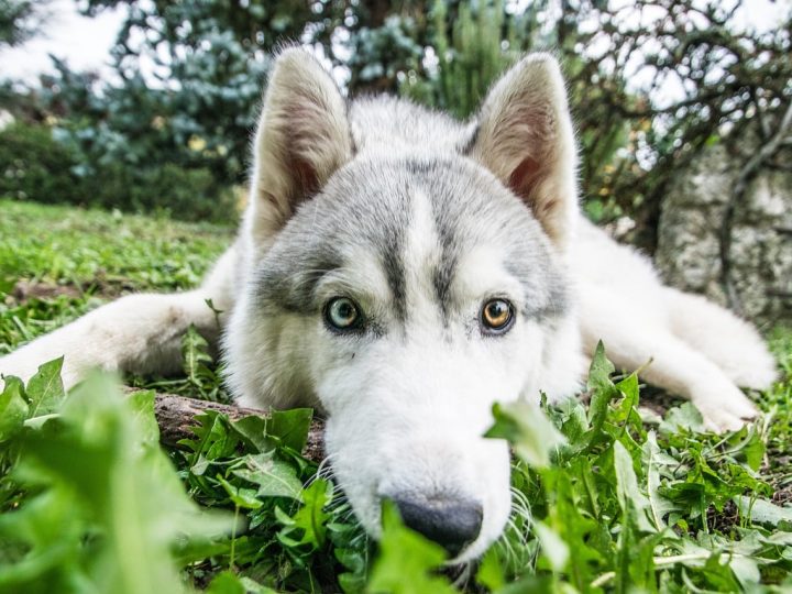 huskita