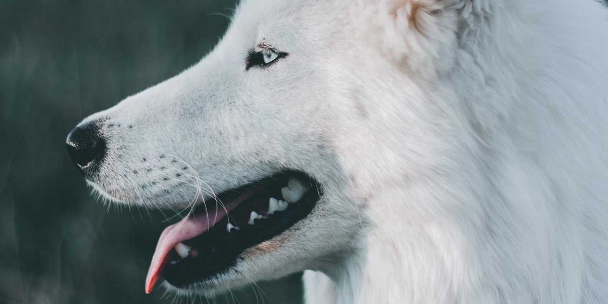 husky inu