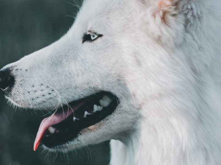 husky inu