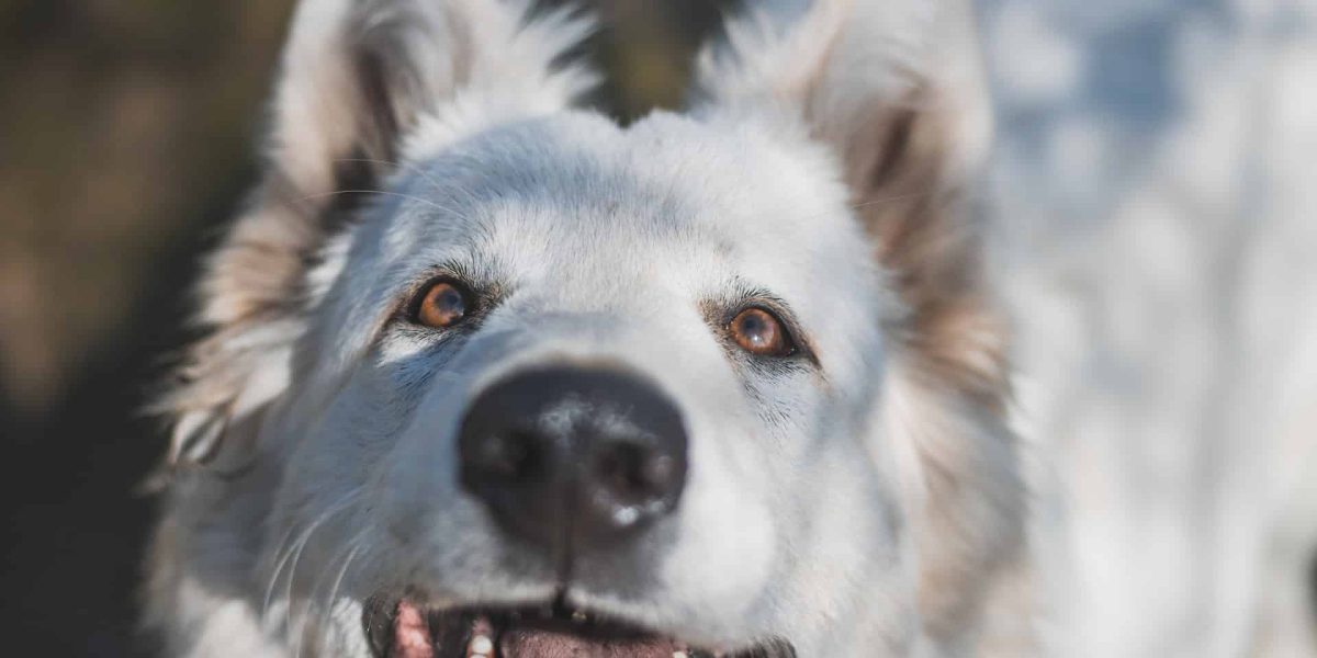 husky soorten