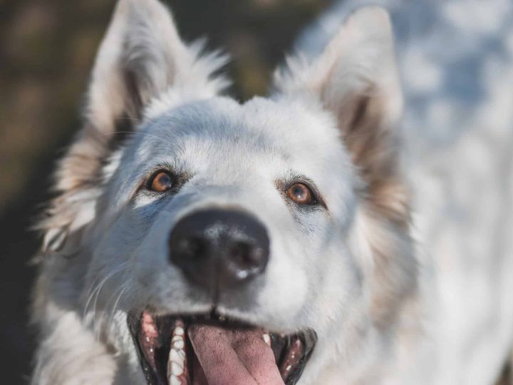 husky soorten