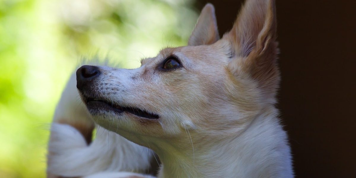 ibizan hound