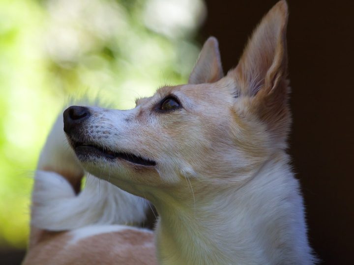 ibizan hound