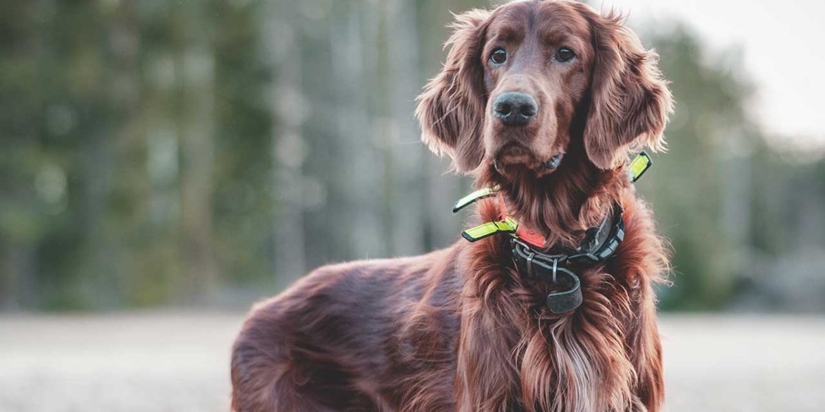 ierse setter