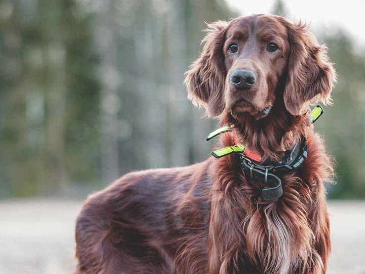 ierse setter