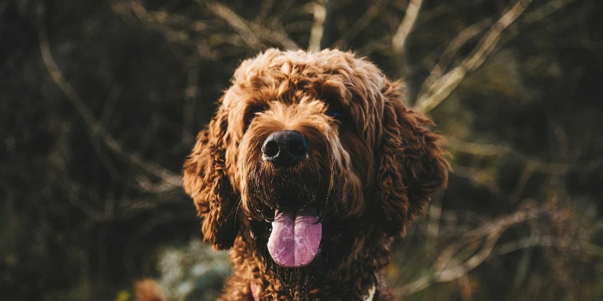 ierse waterspaniel