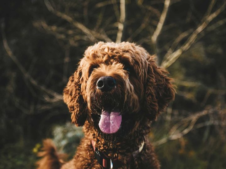 ierse waterspaniel