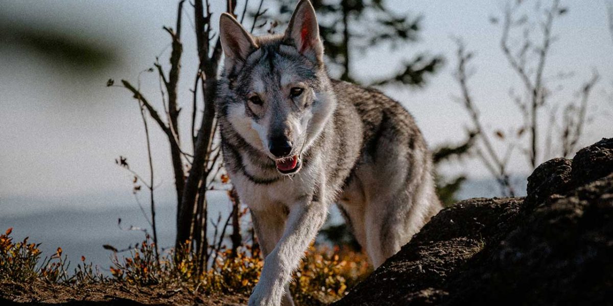 ierse wolfshond