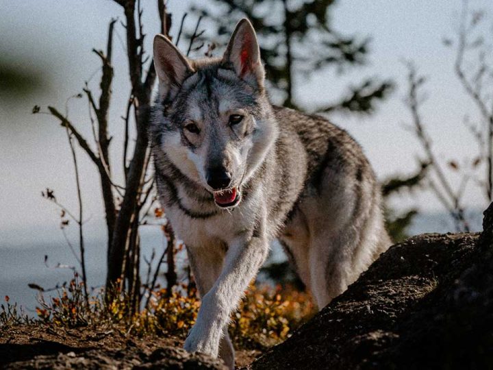 ierse wolfshond