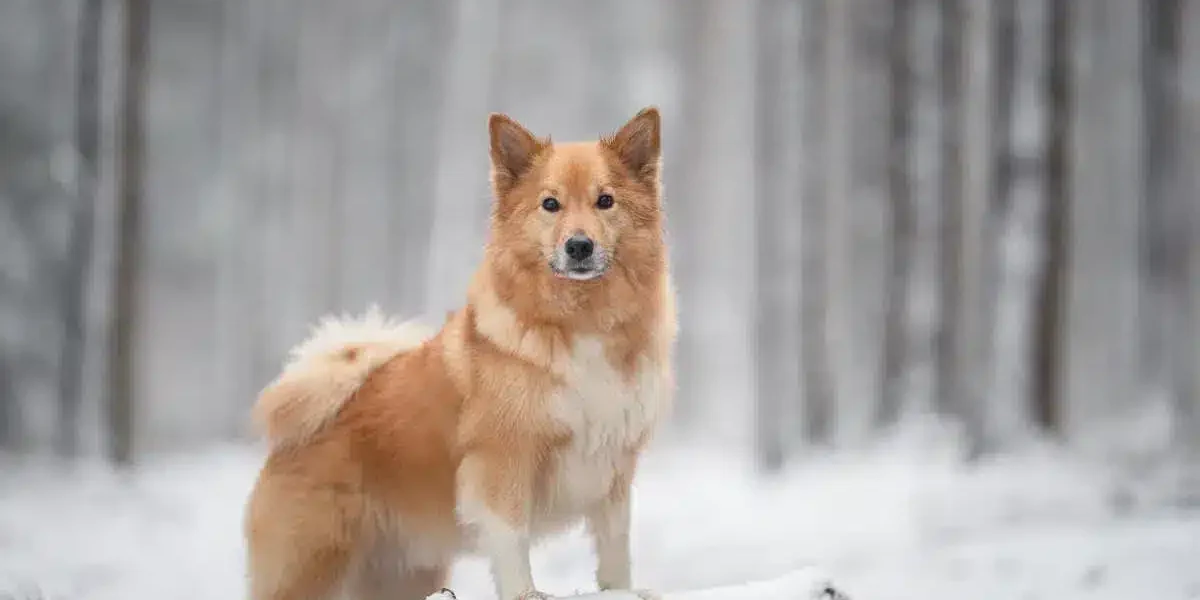 Ijslandse Hond