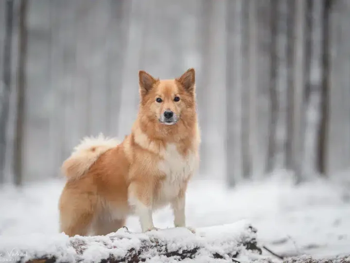 Ijslandse Hond