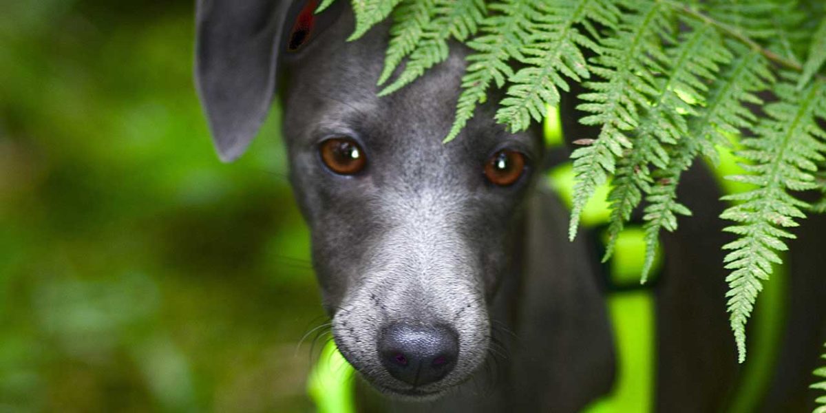italiaanse windhond