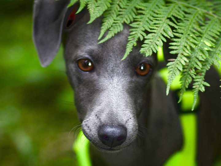 italiaanse windhond